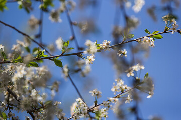Blossom