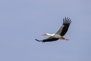 A White Stork in flight blue sky