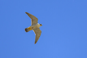 A Peregrine Falcon in flight blue sky