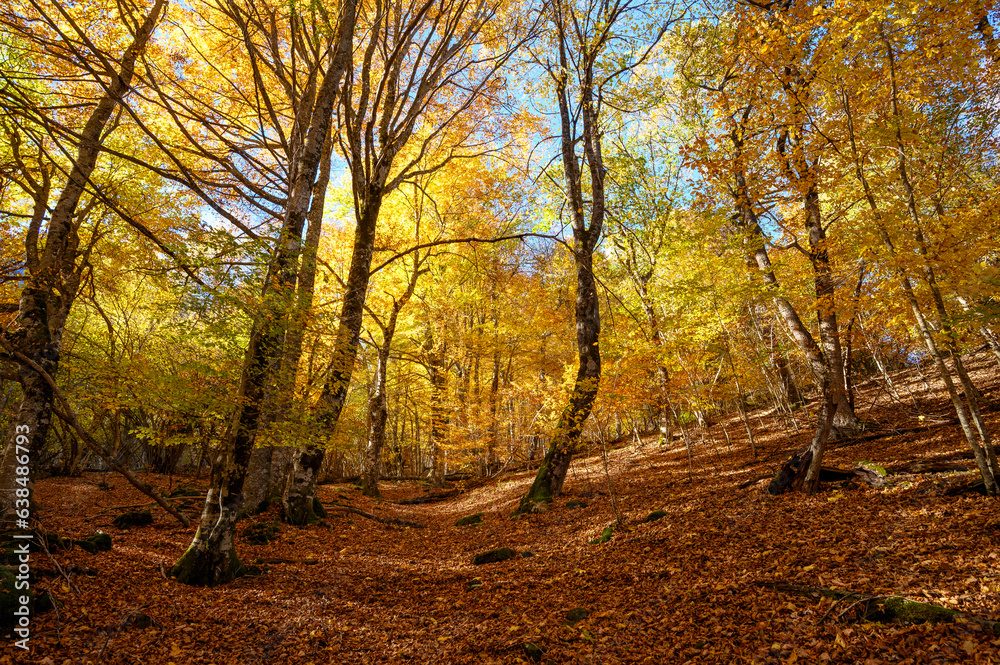 Wall mural Automne dans le val d'aran