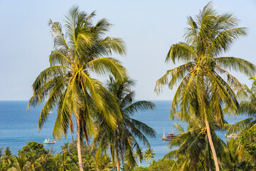 Fototapeta na wymiar Coconut palms in morning sunlight against blue sea horizon on Koh Tao Island