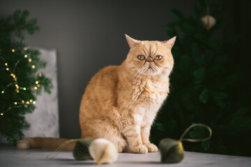 Ginger Exotic shorthair cat sitting on table near Christmas tree. Unhappy cat, grumpy face animal