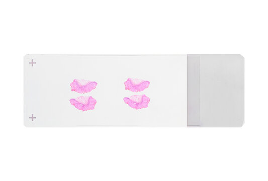 Human tissue microscope slides (with clipping path) isolated on white background