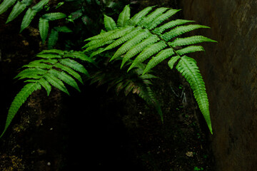 Dark green fern leaf texture tropical foliage