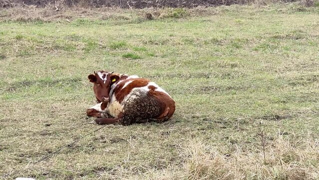 Cow lies in the meadow on the countryside