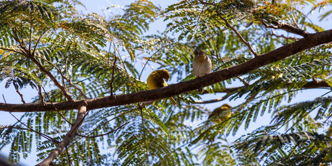 Some Saffron Finch on tree trunks.	