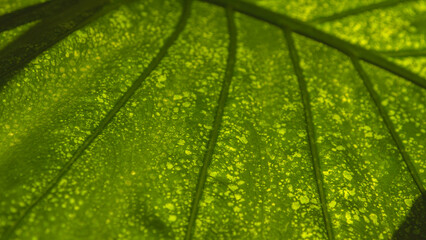 MACRO, DOF: Backlit green leaf of indoor plant alocasia macrorrhiza with lesions
