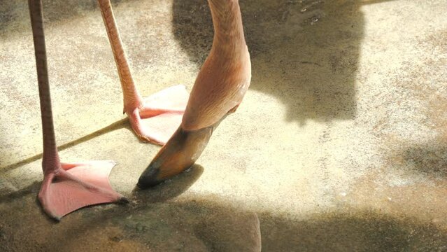 Flamingo in slow motion zoo