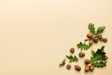 Branch with green oak tree leaves and acorns on colored background, close up top view