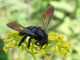 An invasive species, the Taiwanese bamboo carpenter bee, is expanding its range of habitat.