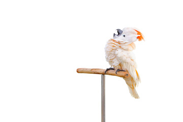 Beautiful of Cacatua moluccensis isolated on transparent background png file