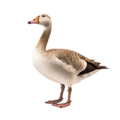 goose isolated on white background