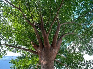Nature View of Branch or Trunk of the small leaves ketapang or catappa or Terminalia Mantaly or Mandagascar Almond or Umbrella Tree