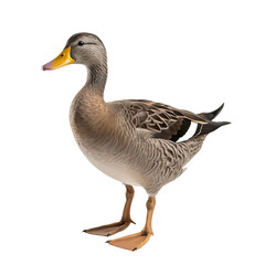 goose isolated on white background