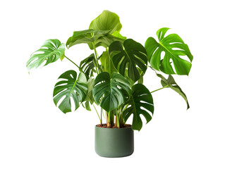 The Monstera deliciosa, commonly known as the Swiss cheese plant or split-leaf philodendron, is a popular tropical houseplant and ornamental plant native to the rainforests of Central America and sout