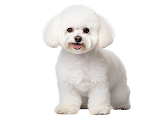 Obraz premium The Bichon Frise is a small, charming dog breed known for its playful and affectionate nature, as well as its distinctive fluffy white coat.