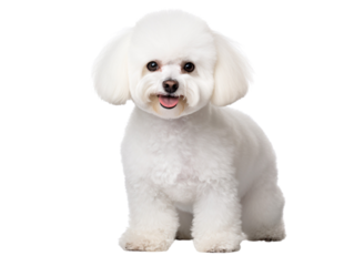 The Bichon Frise is a small, charming dog breed known for its playful and affectionate nature, as well as its distinctive fluffy white coat.