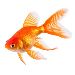 goldfish isolated on white