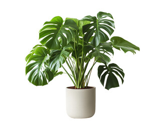 Fototapeta na wymiar The Monstera deliciosa, commonly known as the Swiss cheese plant or split-leaf philodendron, is a popular tropical houseplant and ornamental plant native to the rainforests of Central America and sout