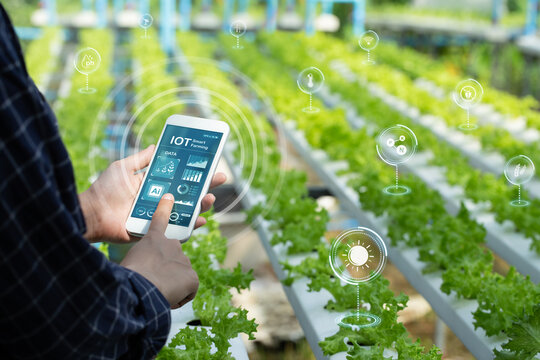 Smart farming agriculture concept. Man holding smartphone monitor and track agricultural produce through modern wireless networks. smart farming innovation, IoT. internet of things. Ai