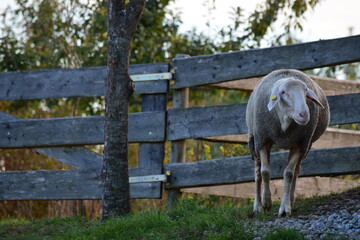 Schaf auf einer Weide mit Holzzaun umgeben