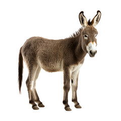 Naklejka premium donkey isolated on white