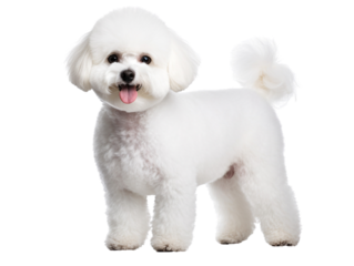 The Bichon Frise is a small, charming dog breed known for its playful and affectionate nature, as well as its distinctive fluffy white coat.