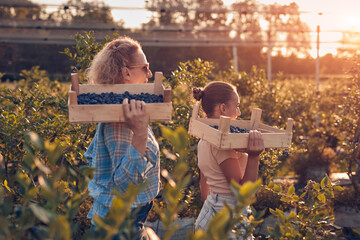 Mother and daughter picking blueberries on a family organic farm. - obrazy, fototapety, plakaty