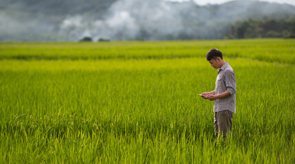 Naklejka na ściany i meble Asian man farmer working with laptop on wheat field. Smart farming and digital agriculture.
