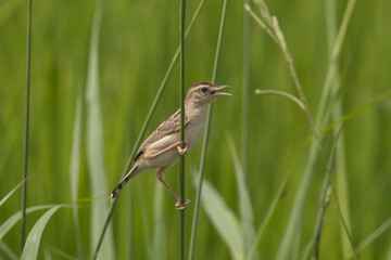 鳴き交わしているセッカ