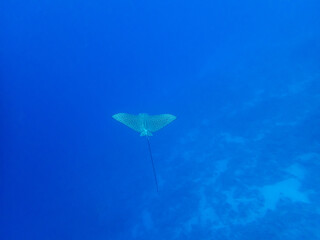 Aetobatus ocellatus in the depths of the Red Sea