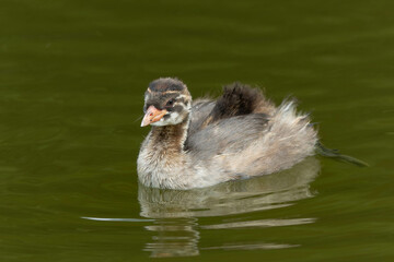 池に浮かんで親を待つカイツブリの若鳥