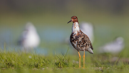 Ruff - male bird at a wetland on the mating season in spring