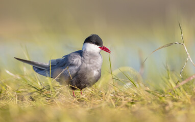 Whiskered tern - adult bird at a wetland in spring