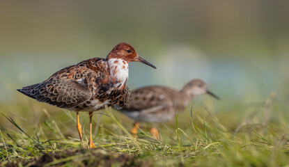 Ruff - male bird at a wetland on the mating season in spring