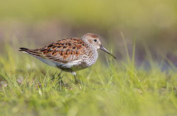 Dunlin - adult bird at a wetland on the spring migration 