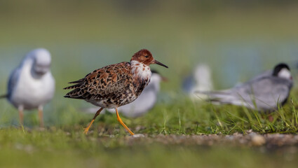 Ruff - male bird at a wetland on the mating season in spring
