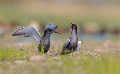 Black tern - adult birds  at a wetland in spring