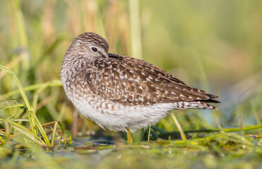 Wood Sandpiper  - in spring on the migration way at wetland