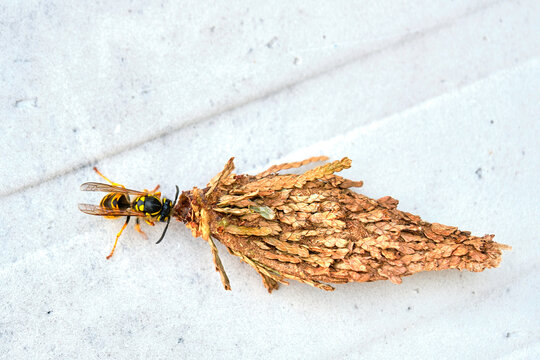 A yellow jacket investigates the opening of a bagworm bag