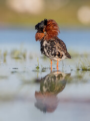 Ruff - male bird at a wetland on the mating season in spring
