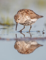 Dunlin - adult bird at a wetland on the spring migration 