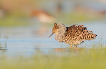 Ruff - male bird at a wetland on the mating season in spring