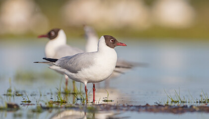 Black-headed Gull - pair of birds at the mating season in spring at a wetland