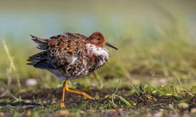 Ruff - male bird at a wetland on the mating season in spring