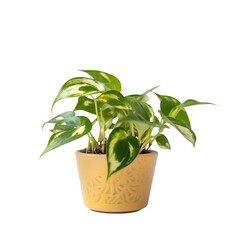 House plants in a pot isolated on white background with clipping path.