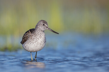 Common Greenshank feeding at a wetland in spring on a migration way