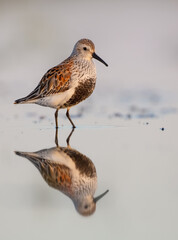 Dunlin - adult bird at a wetland on the spring migration 