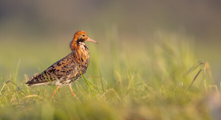 Ruff - male bird at a wetland on the mating season in spring