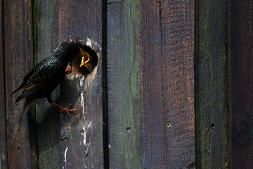 Einheimische Vögel, der Star mit Nachwuchs in einem selbstgemachten Holzbau, hier bei der...